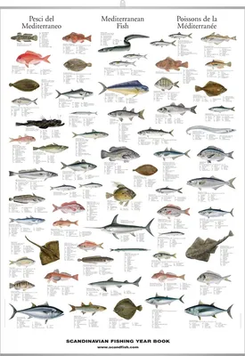 Белая речная рыба - картинки и фото poknok.art