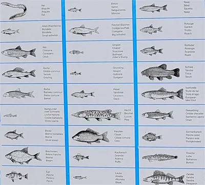 Виды рыб картинки - 62 фото