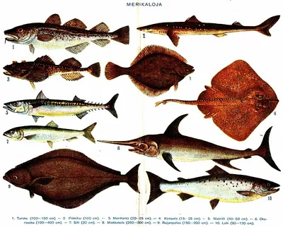 Морская рыба каспийского моря - 60 фото