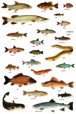 Рыбная энциклопедия: Угольная рыба | Defa group
