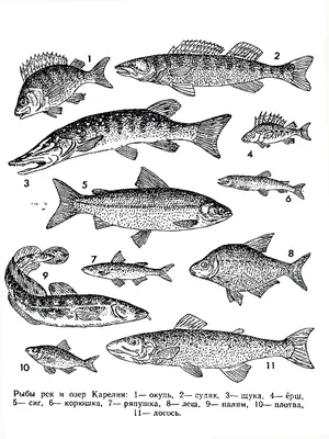Каталог рыб - РУП «Институт рыбного хозяйства»