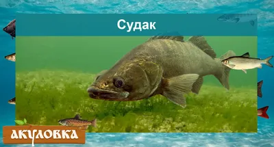 Рыбы Беларуси | Татьяна Шиян | Дзен