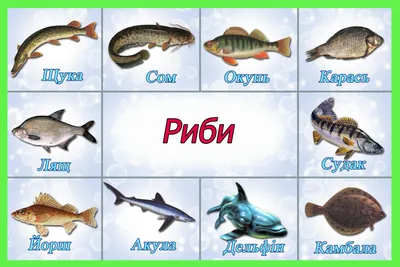 Неправильные, перевранные и мошеннически замененные названия рыб:  foodclub_ru | Рыба, Соусы, Креветка