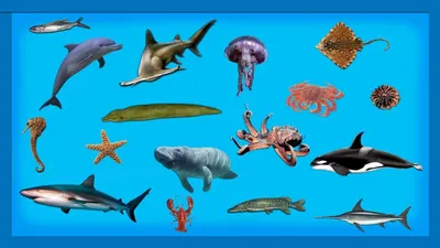 Рыбы речные и озерные — 40 видов с фото