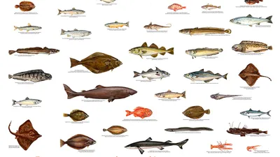 Терпуг горячего копчения Морская рыба под названием терпуг является  представительницей стайных донных рыб. Употребление рыбы терпуг… | Instagram
