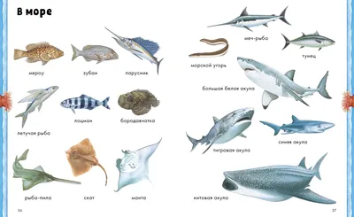 Картинки рыбы названия по окружающему миру (67 фото) » Картинки и статусы  про окружающий мир вокруг