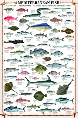 Рыбы обитающие в азовском море - 64 фото
