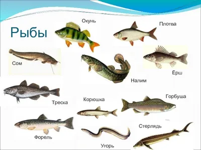 Морские рыбы : Каталог для покупателя - ИМ Арована, ☎ 066 000 0 769