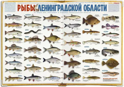 Промысловые рыбы - 74 фото
