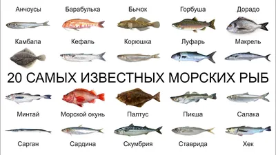 Рыбы океана название и фото фото