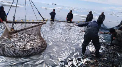 Фотография Ставной невод. Промысел красной рыбы в заливе Николая Охотского  моря | Фотобанк ГеоФото/GeoPhoto | GetImages Group