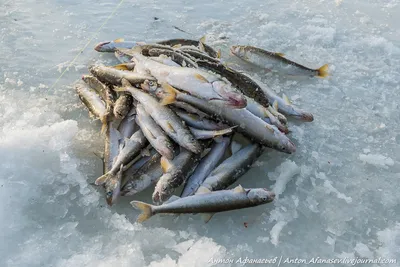 Кунджа (Salvelinus leucomaenis) | РУССКИЙ ЛОСОСЬ РУССКИЙ ЛОСОСЬ