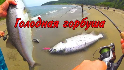 Нейва (Salvelinus neiva) | РУССКИЙ ЛОСОСЬ РУССКИЙ ЛОСОСЬ