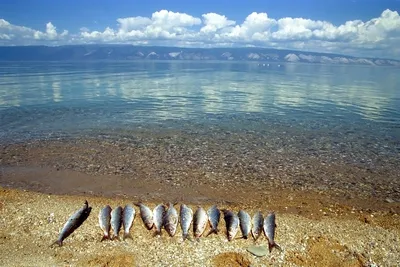 🐟рыба Хариус,озеро Байкал,Бурятия🐟 ☑Фото от рыбака  🎣@baikal_tour_kolmakov_petr… | Instagram