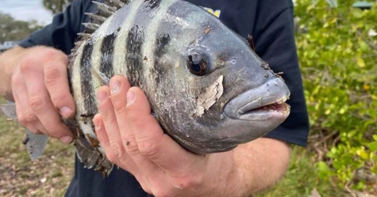 Рыбы персидского залива. Кейпкодский карась зубы. Человеческая рыбка Словения. Рыба с человеческими зубами фото.