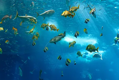 Рыбы под водой » ImagesBase - Обои для рабочего стола