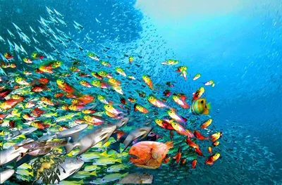 рыба плавает под водой в воде, тарпон картинка рыба фон картинки и Фото для  бесплатной загрузки