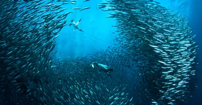рыба под водой. рыба в аквариуме. пиранья. Стоковое Изображение -  изображение насчитывающей очищенность, океан: 234978293