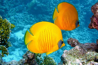 8 рыбок, которые чаще всего встречаются в Египте под водой: будем знакомы