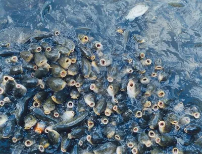 Рыба под водой в качестве фона. Синяя прозрачная вода со школой рыбы.  Морские животные. Стоковое Изображение - изображение насчитывающей  изображение, жизнь: 182501901