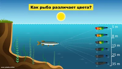 риф рыба под водой море справочная информация, синий, глубоко, море фон  картинки и Фото для бесплатной загрузки