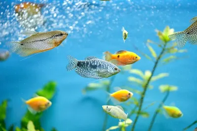 Как рыбы дышат под водой? - Infobae