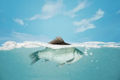 Мир глазами рыбы: как видит рыба и важен ли цвет приманки?