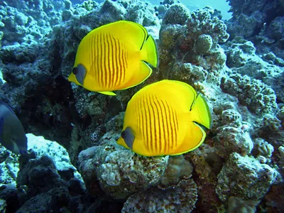 Обои рыбки на дне моря в зеркально чистой воде