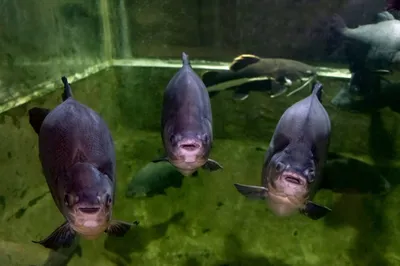 Как рыбы дышат под водой?» — создано в Шедевруме