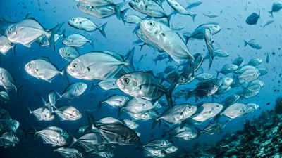 Красочные экзотические рыбы, плавающие в глубоком аквариуме с голубой водой  с зелеными тропическими растениями | Премиум Фото
