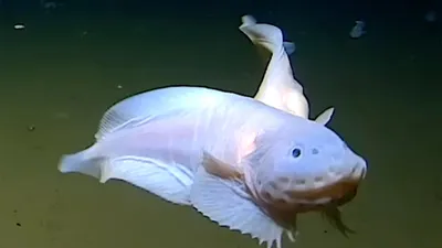 Кислотные сказочные рыбы под водой, …» — создано в Шедевруме