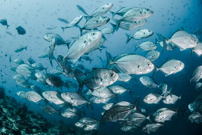 Красивая Рыба Водой Жизнь Рыб Естественной Среде Обитания стоковое фото  ©Vladimmir 234020200