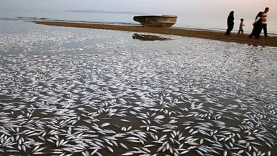 Простой рисунок рыбы под водой с декором из морских водорослей и песка  кораллов. Иллюстрация штока - иллюстрации насчитывающей украшение, коралл:  191490496