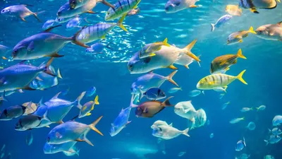 Язык рыб: ученые сообщили, какие звуки можно услышать под водой - Pets