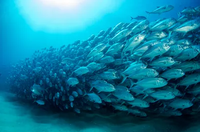 рыба с голубой и коричневой водой плавает на полу, картинка синежаберной  рыбы фон картинки и Фото для бесплатной загрузки