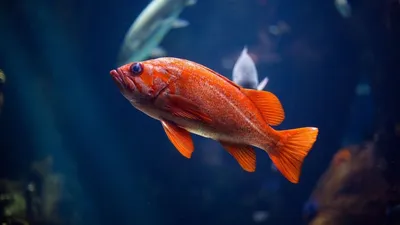 Необычная рыба под водой» — создано в Шедевруме