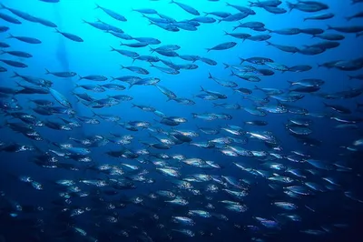 Джейн Дайер - Рыба под водой: Описание произведения | Артхив