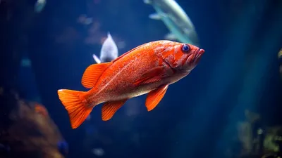 Рифовые рыбы океана под водой, HDR…» — создано в Шедевруме