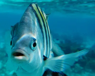 Почему вода в море соленая, а рыбы в ней — не соленые? | Вестник Приманычья