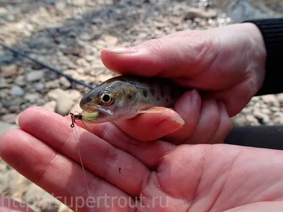 Производство копченой рыбы в Приморском крае | РИА Новости Медиабанк