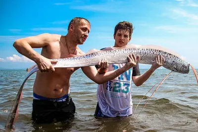 Ловля змееголова в Приморье