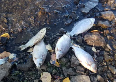 Широкие возможности открытой воды Амура — ДВК Медиа