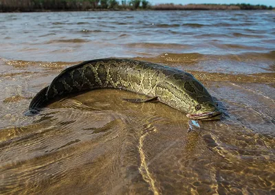 Рыба пресной воды калужа Хусо даурикус в аквариуме Стоковое Фото -  изображение насчитывающей подводно, элегантность: 165389464