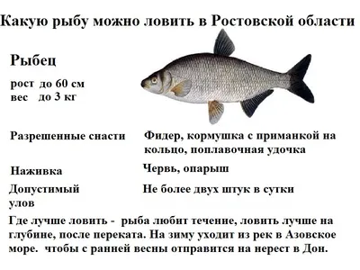 Стало известно почему по реке Дон в Ростовской области начали плавать  дельфины в 2022 году