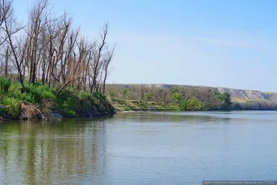 Река Дон. Что за рыба в водоеме? | Всё обо всём | Дзен