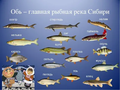 Рыбалка на Оби | Professional Fisherman | Дзен