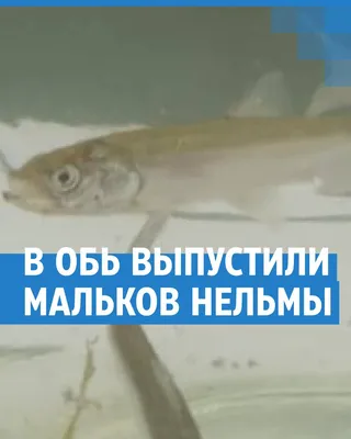 В реки Обь-Иртышского бассейна выпустили мальков сиговых рыб - Новости -  Сетевое издание «Уватские известия»