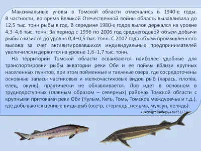 Алтайские ученые назвали самую опасную рыбу в Оби, которая переносит  описторхоз - МК Барнаул