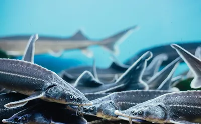 Экологический проект «Расти, осетр!»: все желающие могут внести вклад в  восстановление популяции сибирского осетра | Федеральное агентство по  рыболовству