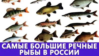 САМЫЕ БОЛЬШИЕ РЕЧНЫЕ РЫБЫ В РОССИИ - YouTube